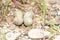 Little ringed plover ( Charadrius dubius )