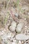 Little ringed plover ( Charadrius dubius )