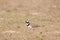 Little Ringed Plover Charadrius dubius