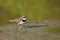 Little Ringed Plover - Charadrius dubius