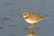 Little ringed plover ( Charadrius dubius )