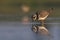 Little Ringed plover Charadrius dubius