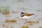 Little Ringed Plover (Charadrius dubius)