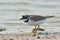 Little Ringed Plover - Charadrius dubius