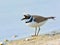 Little ringed plover - Charadrius dubius