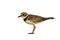 Little ringed plover ( Charadrius dubius ).