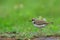 Little Ringed Plover (Charadrius dubius)