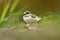 Little Ringed Plover - Charadrius dubius small wading bird in the lake of fresh water, feeding and nesting, sitting on eggs on the