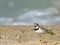 Little ringed plover Charadrius dubius standing on the beach