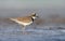 Little ringed plover Charadrius dubius stands amid wet muddy land with sweet evening light