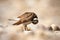 Little ringed plover cleaning its feathers and standing on rocks in nature