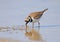A little ringed plover keeps a beak and eats a small shrimp