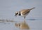 A little ringed plover keeps a beak and eats a small shrimp