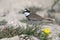 Little ringed plover male in breeding plumage