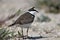 Little ringed plover male in breeding plumage