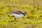 Little ringed plover standing alone