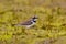 Little ringed plover standing alone staring