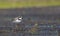 Little ringed plover stands amid wet muddy land near a lake