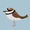 Little ringed plover vector illustration