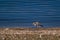 Little ringed plover in winter plumage stretching its wing