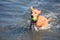 Little River Duck Dog with a Ball in the Ocean