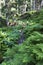 Little River White Opava in Moravia, mountain Jesenik, very green and clear wild Nature, Czech Republic