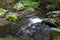 Little River White Opava in Moravia, mountain Jesenik, very green and clear wild Nature, Czech Republic