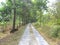 Little road long and far beside it was neatly lined trees