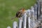 Little robin bird / Erithacus rubecula perched onm metal fence railings