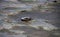 Little Rock In Puddle On Limestone Bedrock Surface