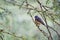 A little rock thrush perched on a tree branch