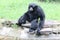 Little Rock Zoo Animals - Siamang 2