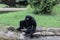 Little Rock Zoo Animals - Siamang
