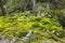 Little rocky clearing in the woods. Altai, Russia.