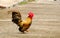 Little rooster walking