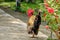 Little rooster walking in grass