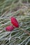 Little Rose hips With Hoarfrost On Grass