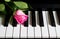 Little rosebud on the piano. Flower on a musical instrument. Birthday, March 8, international women`s day, February 14, Valentine