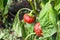 Little and rotten peppers damaged