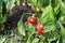 Little and rotten peppers damaged