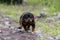 Little Rottweiler Running