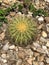 Little round cactus surrounded by rocks