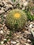 Little round cactus surrounded by rocks