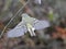 Little Ruby Crowned Kinglet bird flying near a twig with blur background, closeup shot