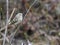 Little Ruby Crowned Kinglet bird perching on a twig with blur background