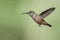 Little Rufous Hummingbird Hovering in Flight Deep in the Forest