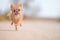 Little running active pet sport dog chihuahua running outdoor training leisure with copy space fast