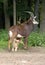 Little Sable Antelope Suckling Its Mother