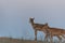 Little saiga calf. Saiga tatarica is listed in the Red Book