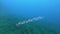 Little salema Rare underwater life